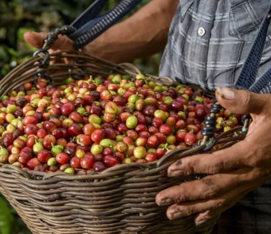 Perú conquista nuevos mercados: agroexportaciones superan los US$ 3,900 millones en el primer cuatrimestre