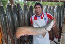 Acuicultores logran vender más de 200 kilos de paiche fresco a empresa Sodexo