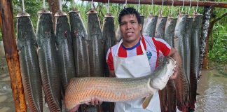 Acuicultores logran vender más de 200 kilos de paiche fresco a empresa Sodexo