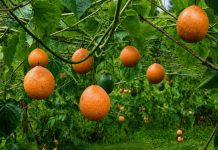 Granadilla de Puno: productores aseguran exportaciones a Alemania y ventas hasta noviembre