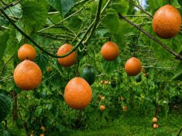 Granadilla de Puno: productores aseguran exportaciones a Alemania y ventas hasta noviembre