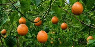 Granadilla de Puno: productores aseguran exportaciones a Alemania y ventas hasta noviembre