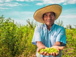 Día del Campesino: más de 2 millones de productores alimentan al Perú