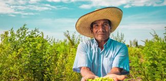 Día del Campesino: más de 2 millones de productores alimentan al Perú