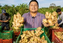 Exportaciones de jengibre peruano alcanzan 44 mil toneladas y llegan a 53 mercados internacionales