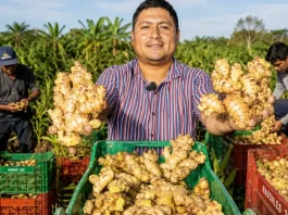 Exportaciones de jengibre peruano alcanzan 44 mil toneladas y llegan a 53 mercados internacionales