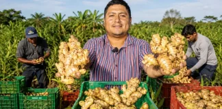 Exportaciones de jengibre peruano alcanzan 44 mil toneladas y llegan a 53 mercados internacionales