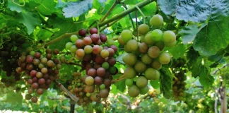Fortalecer el sector agro debe ser prioridad del próximo gobierno