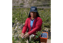 Día del Campesino: el pulso invisible que alimenta al Perú