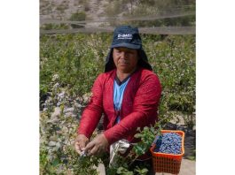 Día del Campesino: el pulso invisible que alimenta al Perú