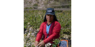 Día del Campesino: el pulso invisible que alimenta al Perú