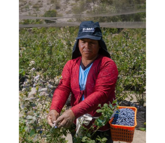 Día del Campesino: el pulso invisible que alimenta al Perú