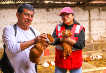 Día del Campesino: productor de Junín transforma la crianza de cuyes en una historia de progreso familiar