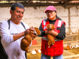Día del Campesino: productor de Junín transforma la crianza de cuyes en una historia de progreso familiar