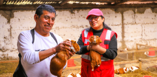 Día del Campesino: productor de Junín transforma la crianza de cuyes en una historia de progreso familiar