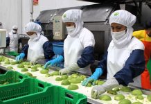 Despachos no tradicionales a España ascendieron a US$ 460 millones