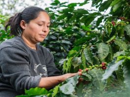 Perú medirá por primera vez el financiamiento que destina el sector financiero a iniciativas sostenibles