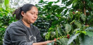 Perú medirá por primera vez el financiamiento que destina el sector financiero a iniciativas sostenibles