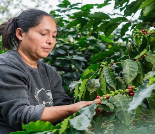 Perú medirá por primera vez el financiamiento que destina el sector financiero a iniciativas sostenibles