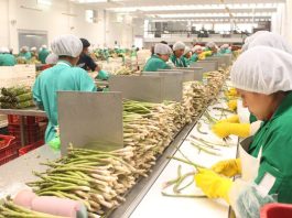 ADEX: El Niño ya afecta al sector agro