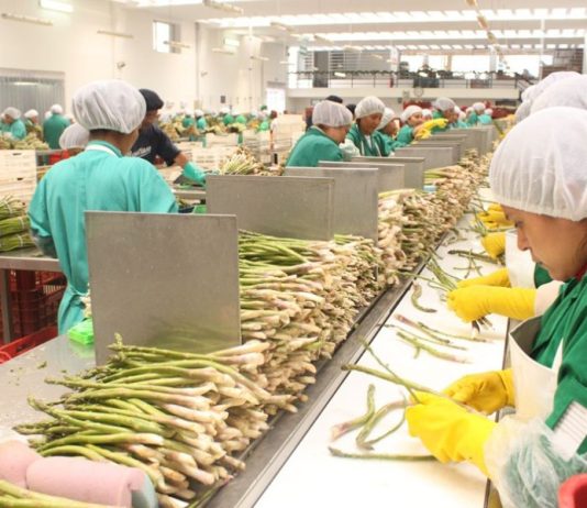 ADEX: El niño ya afecta al sector agro
