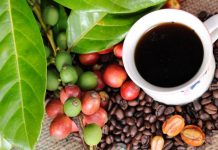 Promperú capacita a exportadores de café y cacao para cumplir norma ambiental de la Unión Europea
