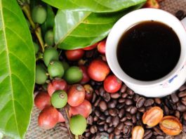 Promperú capacita a exportadores de café y cacao para cumplir norma ambiental de la Unión Europea