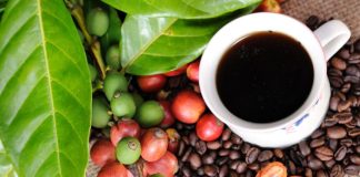 Promperú capacita a exportadores de café y cacao para cumplir norma ambiental de la Unión Europea