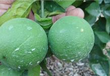 Egipto amplía su presencia como proveedor de frutas y hortalizas frescas