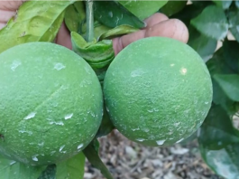 Egipto amplía su presencia como proveedor de frutas y hortalizas frescas
