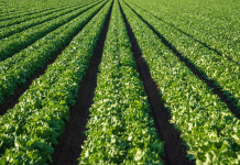 Agroindustria peruana 2026-2027: la gestión preventiva es clave frente a los riesgos climáticos y la volatilidad global