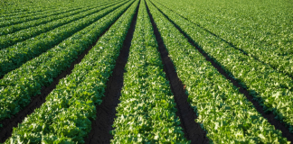 Agroindustria peruana 2026-2027: la gestión preventiva es clave frente a los riesgos climáticos y la volatilidad global