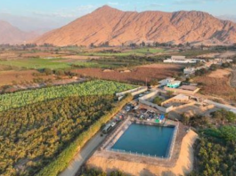 El agro peruano enfrenta el desafío de innovar para mantener su competitividad global