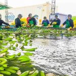 Perú exporta primer envío de banano a China y abre nuevo mercado