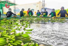 Perú exporta primer envío de banano a China y abre nuevo mercado
