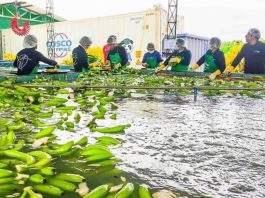 Perú exporta primer envío de banano a China y abre nuevo mercado