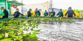 Perú exporta primer envío de banano a China y abre nuevo mercado