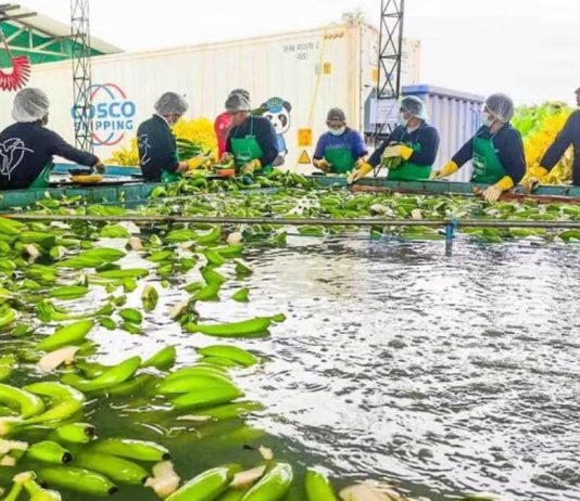 Perú exporta primer envío de banano a China y abre nuevo mercado
