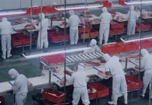 El costo oculto de la mesa peruana: eficiencia en la cadena de frío reduce el desperdicio de alimentos y fortalece la cadena de suministro