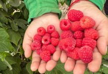 Tras el éxito del arándano: 4 razones por las que los frutos rojos son la próxima gran oportunidad agrícola del Perú