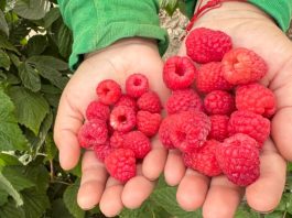 Tras el éxito del arándano: 4 razones por las que los frutos rojos son la próxima gran oportunidad agrícola del Perú