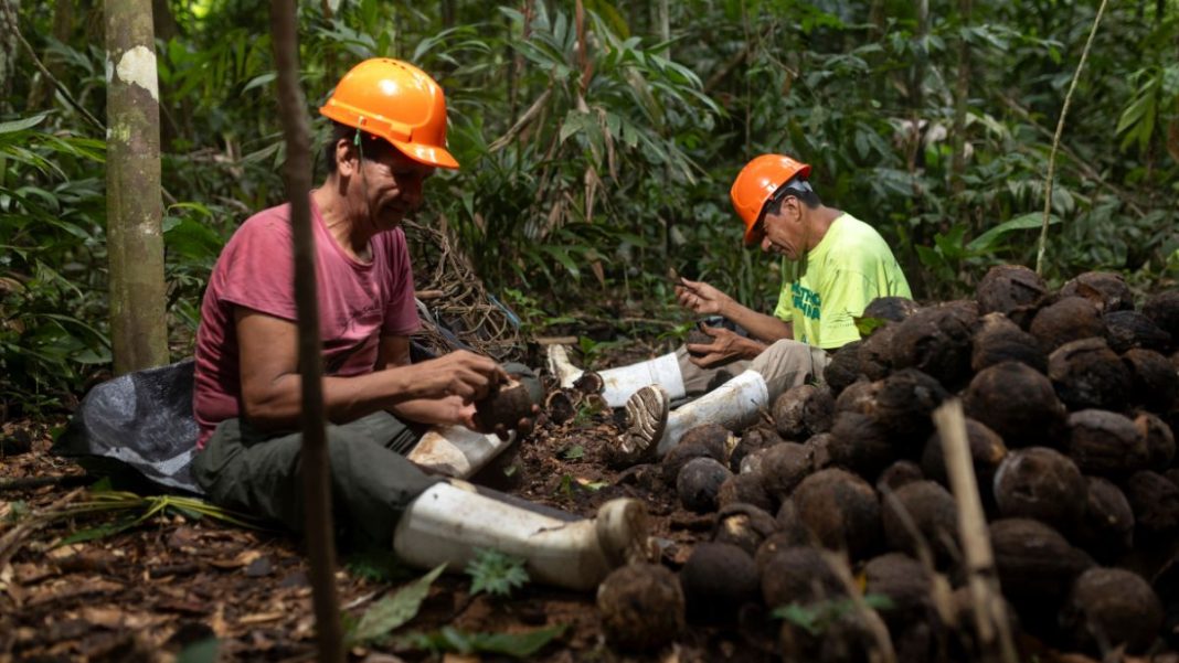 La castaña amazónica: el fruto del bosque que generó US$48 millones en ...