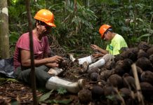La castaña amazónica: el fruto del bosque que generó US$48 millones en exportaciones