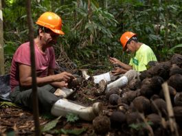 La castaña amazónica: el fruto del bosque que generó US$48 millones en exportaciones