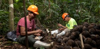 La castaña amazónica: el fruto del bosque que generó US$48 millones en exportaciones