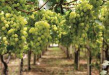 Perú se encamina a liderar las exportaciones de frutas en la región para 2028