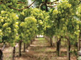 Perú se encamina a liderar las exportaciones de frutas en la región para 2028