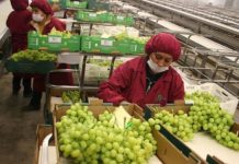 MIDAGRI: Exportaciones de frutas y hortalizas bordearon los US$ 3,000 millones