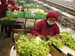 MIDAGRI: Exportaciones de frutas y hortalizas bordearon los US$ 3,000 millones