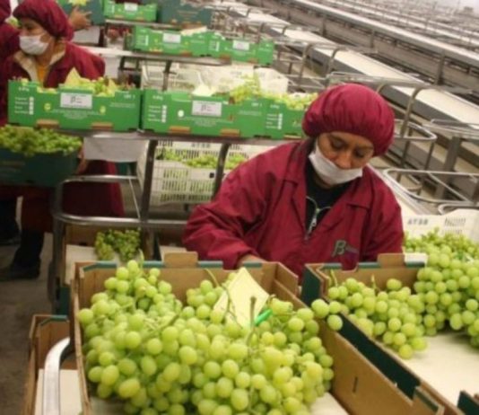 MIDAGRI: Exportaciones de frutas y hortalizas bordearon los US$ 3,000 millones